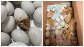 鴨仔蛋,鴨子,孵化,（圖／翻攝畫面）