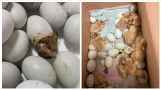 越配鴨仔蛋賣不完　一籃蛋變一窩鴨
