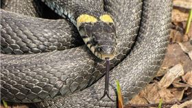 球蟒,蛇,蟒蛇,德國,Darmstadt,褲子,酒醉　圖／pixabay