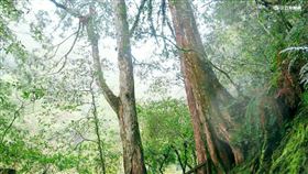 霜,拉拉山,神木
