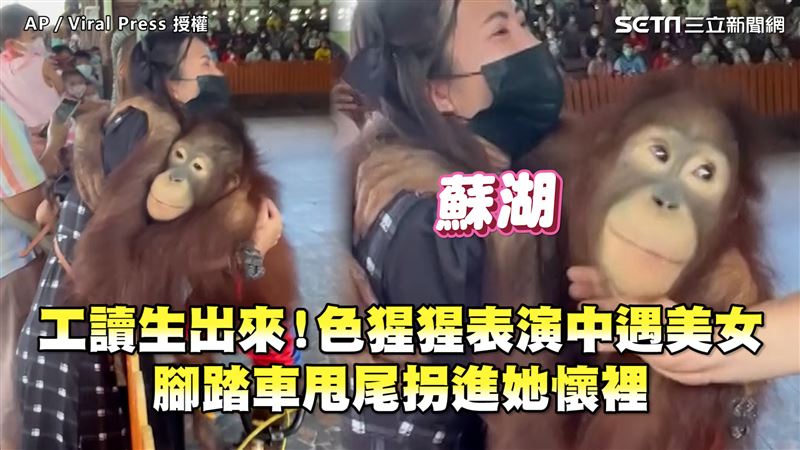色猩猩驚見美女　騎腳踏車拐進她懷裡
