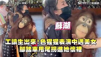 色猩猩驚見美女　騎腳踏車拐進她懷裡