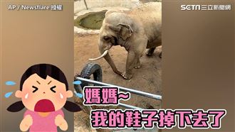 鞋掉落象園！　牠「一舉動」全場驚呆