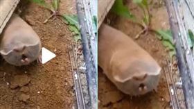 盲鼴鼠,抖音,生物,詭異,眼睛,https://www.tiktok.com/@pollipadilla/video/7110422291426594054?is_from_webapp=v1&item_id=7110422291426594054&lang=zh-Hant-TW