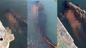 鱷魚,阿根廷,坦皮科市,塔毛利帕斯州,墨西哥（圖／翻攝自twitter／@neekocidio）