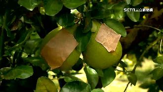 不用去柬埔寨！學生採文旦月賺7萬