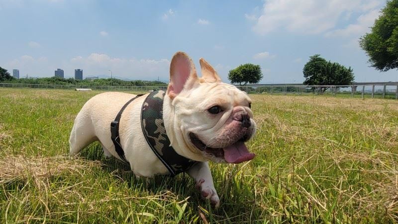 新莊第一座寵物公園正式開放！