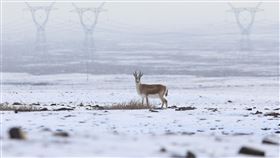 新疆阿勒泰迎初雪！部分積雪高達10公分，圖／路透社／達志影像