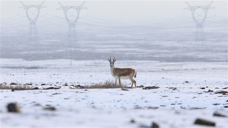 詭氣候亂全球！新疆迎初雪　印度暴雨