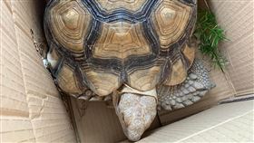 台中豐原蘇卡達象龜逃家，飼主和員警都PO協尋啟事。（圖／翻攝臉書豐原好康聯盟社團）