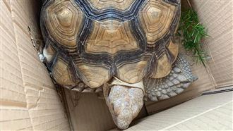 象龜逃家2天走500公尺　網友笑翻