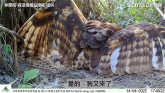 「草鴞」僅存500隻　貓頭鷹媽抗狗