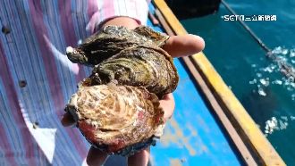 澎湖海域得天獨厚　生蠔崛起拚商機