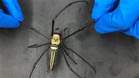 手掌大小的人面蜘蛛，竟可測量血糖。（圖／陽交大提供）