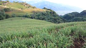 花蓮縱谷高溫  富里金針出現災損花蓮縱谷連續多日高溫乾旱，花蓮縣富里鄉金針出現災損情形，正逢金針花季，花開少4成，連帶影響遊客也減少。中央社記者李先鳳攝  111年8月23日