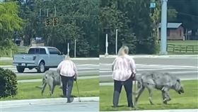 開車驚見路人遛「灰色巨獸」身高直逼腰部 目擊母女熱議：是狼還是狗？（圖／翻攝自WOWZRS TV YouTube）