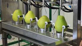 挺柚農！農委會加碼收購花蓮文旦柚加工果