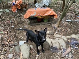 罹癌可抓虎續命　南投父子抓浪浪作法(圖/愛媽提供)