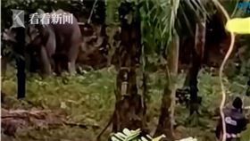高溫下被迫工作到發狂　大象刺死主人（圖／翻攝自KK NEWS)