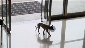 脖子遭鐵絲纏住！小狗跑到消防局求救　140萬人心疼