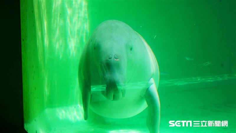 盜獵＋棲息地破壞　美人魚在中國滅絕