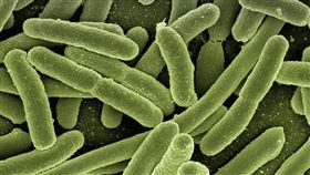 大腸桿菌(Pixabay)