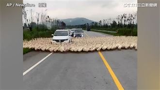 愛的鴨鴨轉圈圈！汽車被百鴨繞圈困