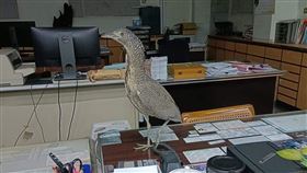 有網友分享公司的「新同事」。（圖／翻攝自爆廢公社）