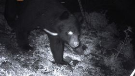 111年8月11日臺灣黑熊出沒於向陽山屋廁所後方基地台（圖／臺東林管處提供）