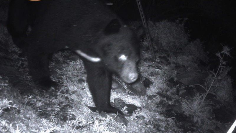 小心！黑熊出沒台東向陽山區