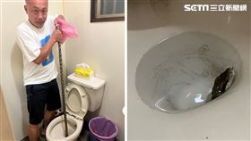 南投水里住戶要上廁所，馬桶竟出現一條黑眉錦蛇。（圖／王一郎提供）