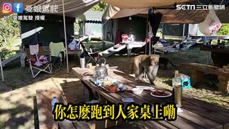 武陵農場露營猴肆虐　會開塑膠桶搶食