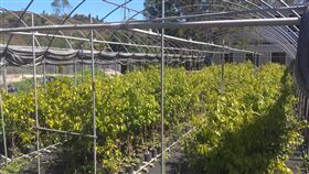 台灣特有種土肉桂有薰衣草香  可望量產芳療品農委會林業試驗所表示，1978年跟台大合作發現伽羅木醇型土肉桂含有伽羅木醇而且有薰衣草香，並是台灣特有種，花30多年終於育成「台伽1號」，動物試驗可舒緩情緒，有望技轉量產。（林試所提供）中央社記者楊淑閔傳真  111年8月25日