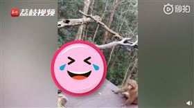 猴子活春宮（圖／翻攝自秒拍）