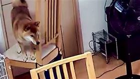 0825搶救柴柴（圖／翻攝自Twitter：shibayusha）