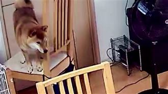 柴柴受困椅上　6歲主人變身階梯搶救