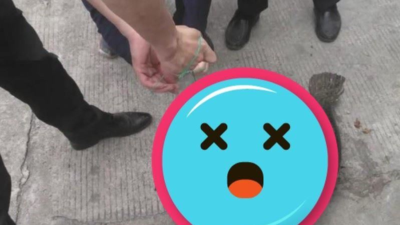 河水抽乾浮出「鱷雀鱔」模樣嚇壞眾人