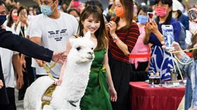 王宥忻 固力狗娛樂提供