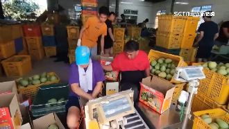 上海買家撤訂文旦　業者推禮盒打折賣