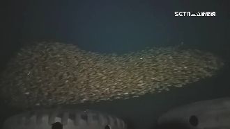 西嶼漁港生物群游　「變化忽大忽小」