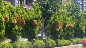 龍柏,燙傷,分隔島,竹北（圖／翻攝畫面）