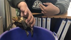 新北市，三芝，興華派出所，藍富順，食蛇龜