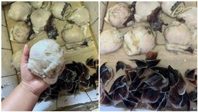 原PO曬出巨大龍珠。（圖／翻攝自家常菜臉書社團）