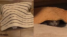 橘白喵２。（圖／翻攝自pumpkinnwaffles抖音）