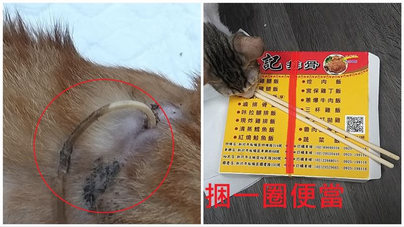 便當綁這樣隨手丟　浪貓遭橡皮筋勒喉
