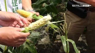 搶農民選票！硬質玉米災損藍綠關心
