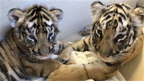 六福村孟加拉虎,小老虎,虎寶寶。（圖／六福村提供）