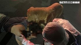 高雄,遛狗,黃金獵犬,路倒