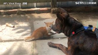 連狗都是貓奴？　強勢貓：不要靠近我