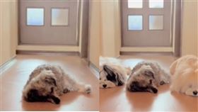 ▲ （圖／翻攝自torabon1999推特）